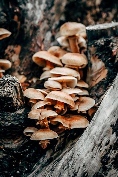 Group of Fungi 3/6 by Auke Hamers