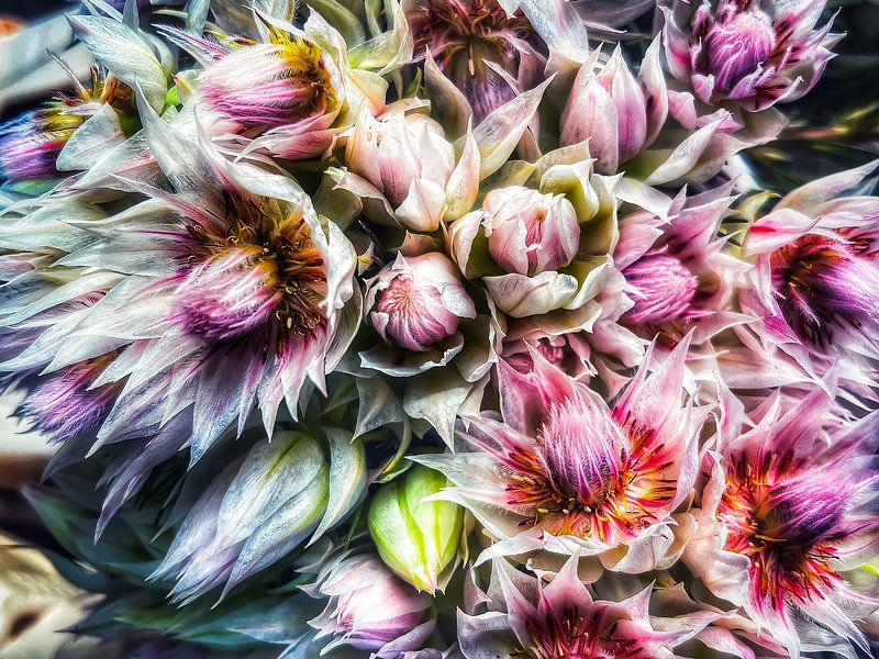 Live life in full bloom by Iris van Loon
