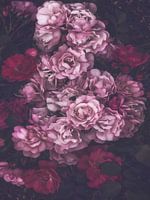 Dark Pink Roses