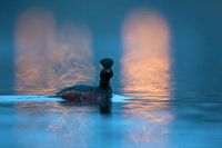 Schwarzhalstaucher im Rampenlicht