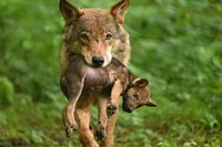 wolf met jong