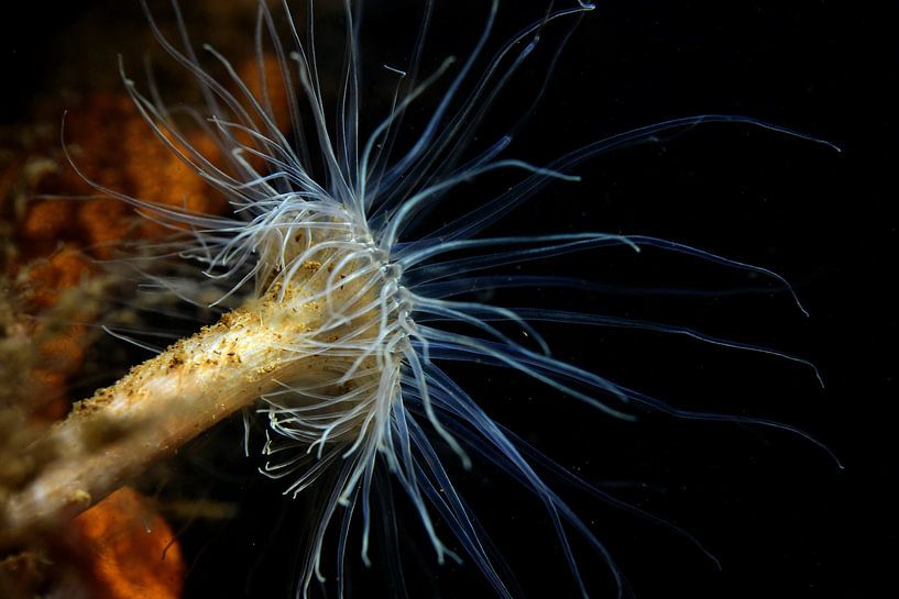 Weduweroos by Jaap Voets