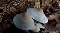 Paddenstoelen op boomstam