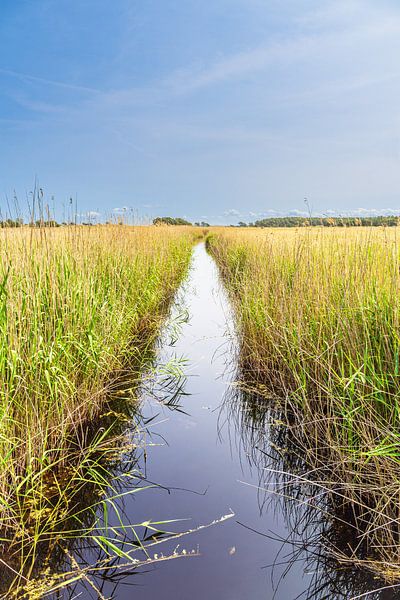 Graben mit Schilf im Nationalpark Vorpommersche Boddenlandschaft von Rico Ködder