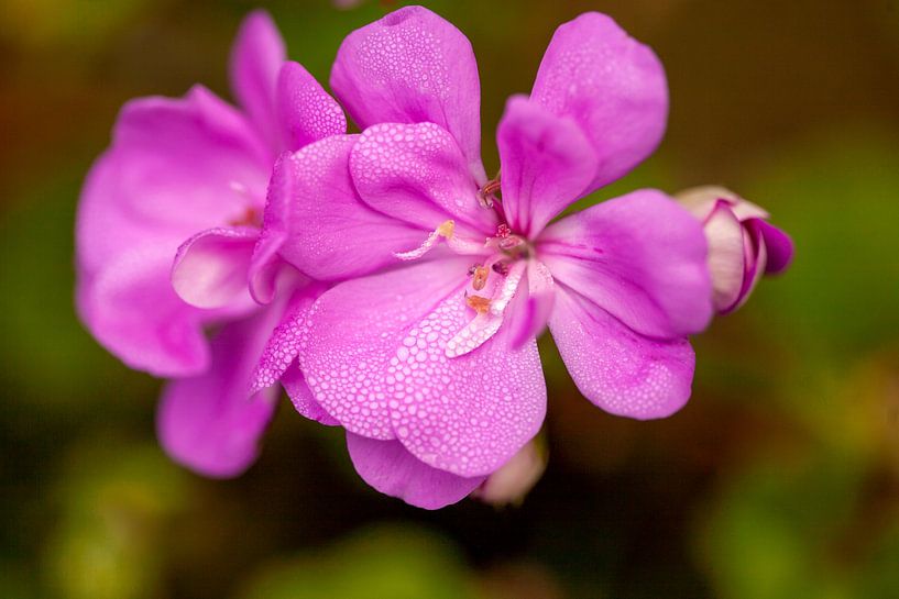 Winzige Schönheit von Petra Dreiling-Schewe