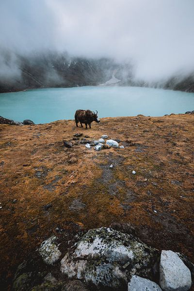 Gokyo's Yak by Roy Mosterd