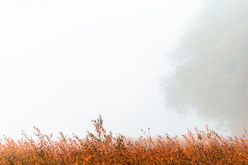 White water by Bert Kok