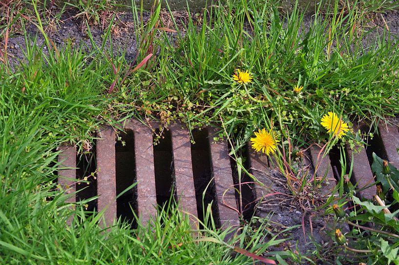 pousse partout par Edgar Schermaul