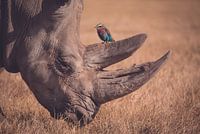 Rhinoceros with bird in natural environment