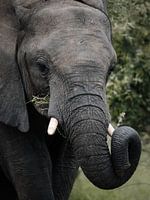 African elephant up close