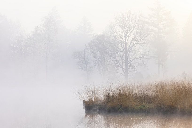 Nebel bei Sonnenaufgang Dwingelderveld - Zandveen (Drenthe) Niederlande von Marcel Kerdijk