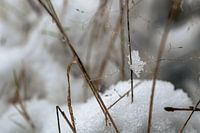 Schnee Detail