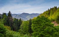 Black Forest - Panorama