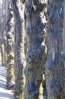 Gezeitenkunst: Holzpfähle an der Küste von Saint-Malo