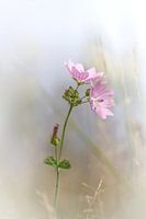 Das Leben ist schön ... II