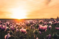 Blütenmeer - Ein Feld mit Mohnblumen im Sonnenaufgang