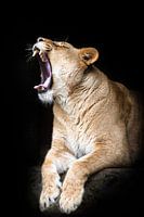 Brüllende Löwin vor schwarzem Hintergrund