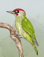 Green Woodpecker
