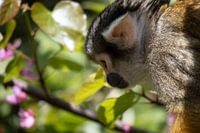 Peruanisches Totenkopfäffchen