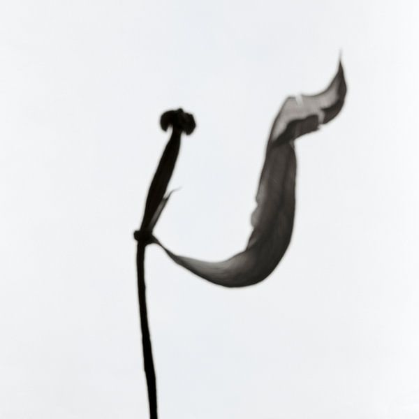 Das letzte Blatt von Cor Ritmeester