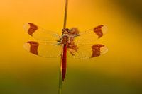 Bandheidelibel hangend aan een rietstengel