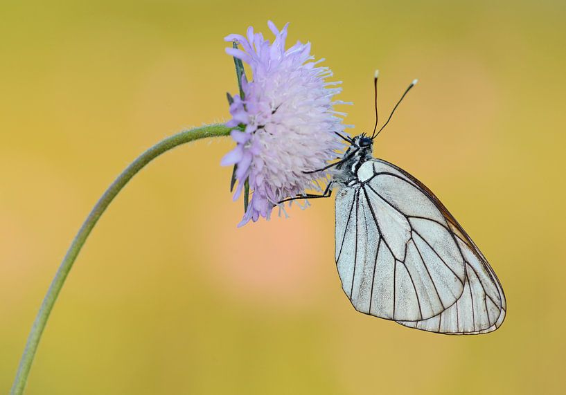 Groot geaderd witje / Black veined white butterfly haning on a flower by Elles Rijsdijk