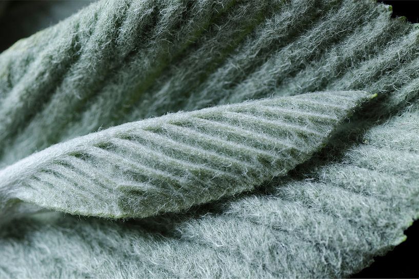 Niet alleen von Foto Facet