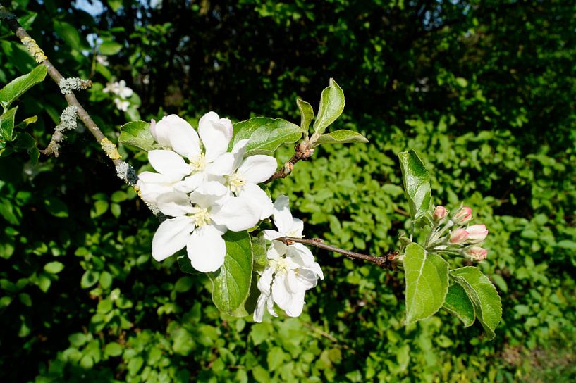 Bloemen by Jane Changart