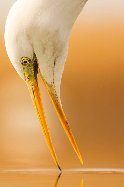 Porträt des Großen Reihers von Nature in Stock