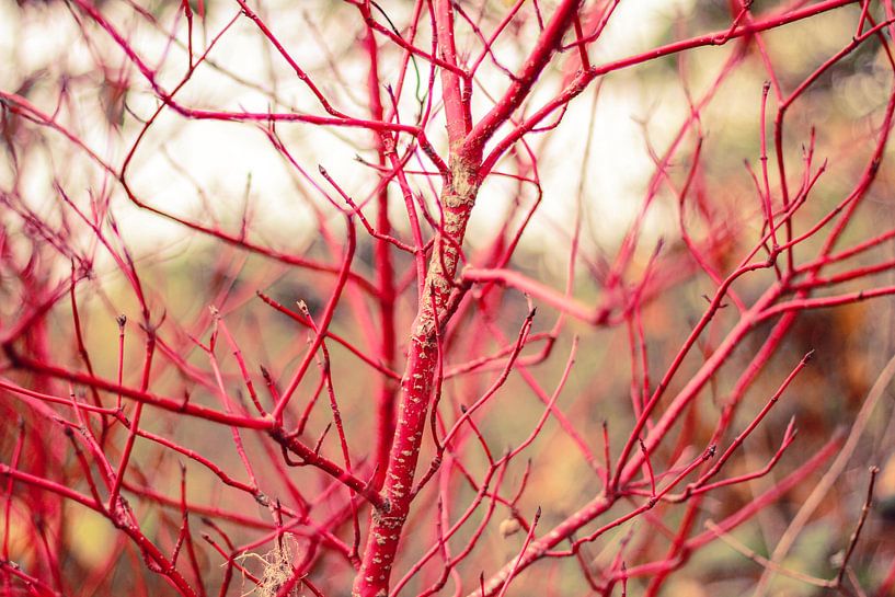 Kleurrijke natuur by Petra Brouwer