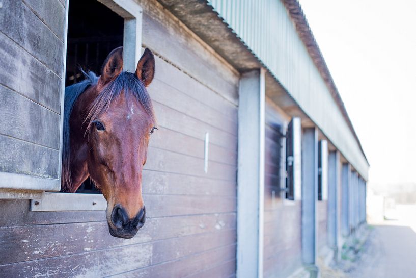 Pferd schaut nach draußen von Marloes Hoekema