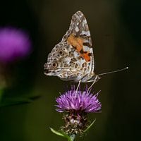 Butterfly on flower
