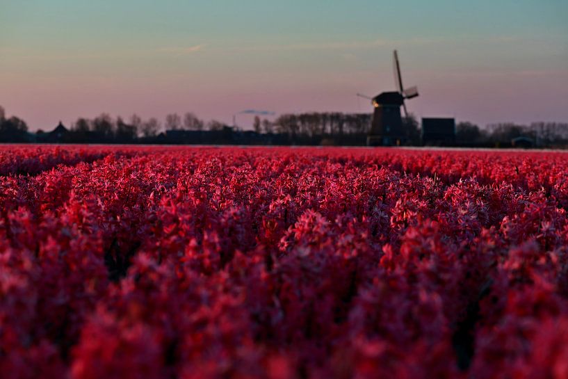 Roze hyacinten von peterheinspictures