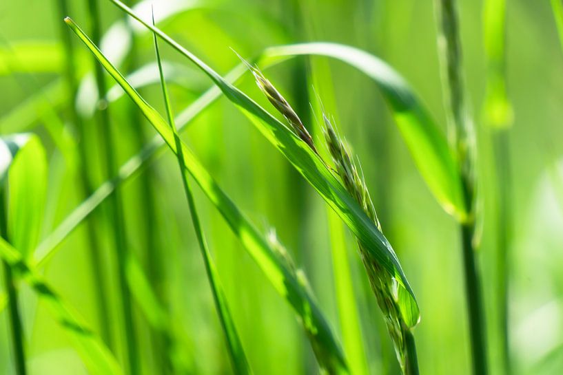 grass in the sun macro by Dörte Bannasch