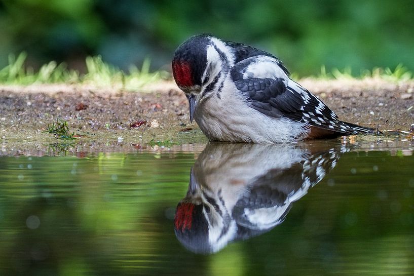 Grote Bonte Specht #2 by Michiel Leegerstee
