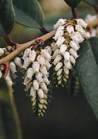 Traubenheide im Forstbotanischen Garten in Tharandt