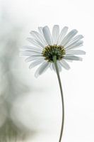 Wenden Sie sich dem Licht zu