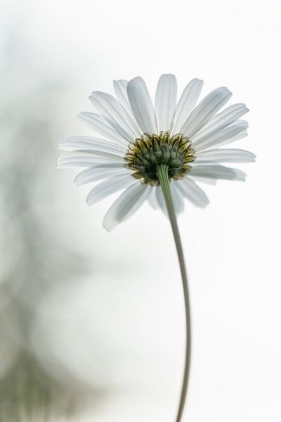 Wenden Sie sich dem Licht zu von Marianne Henstra
