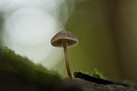Mushroom in nature