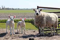 Schaap met 2 lammetjes in een weiland in Moerkapelle