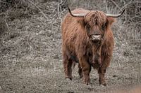 Scottish Highlander