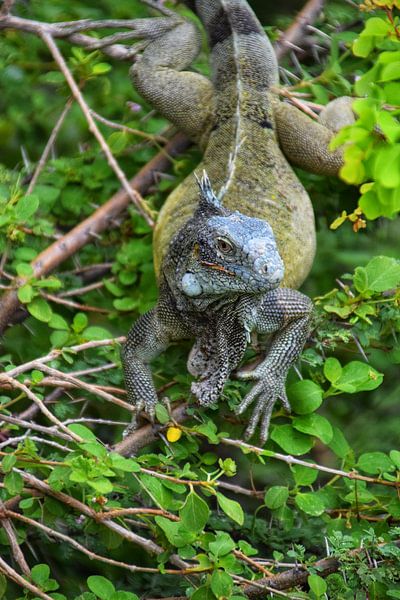 Leguane von Maaike Hartgers