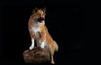 Isländischer Hund Skaga