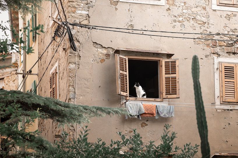 Chat dans la fenêtre | Piran | Slovénie | Photographie de voyage par Laura Dijkslag