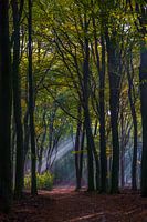 Herbst im Speulderbos