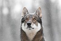 Vidar der Hund mit einer Schneeschicht