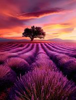 Purpurne Felder bei Sonnenuntergang