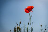 Beautiful poppy with the red fragile petals