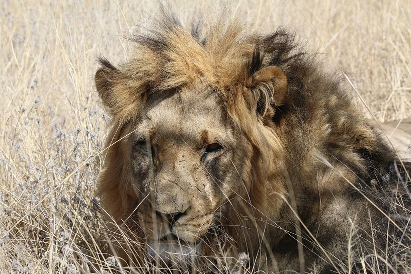 Afrikanischer Löwe von Geert Neukermans