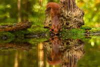 L'écureuil boit avec son image miroir